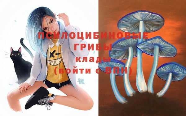 ПСИЛОЦИБИНОВЫЕ ГРИБЫ Новозыбков