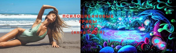 ПСИЛОЦИБИНОВЫЕ ГРИБЫ Новозыбков